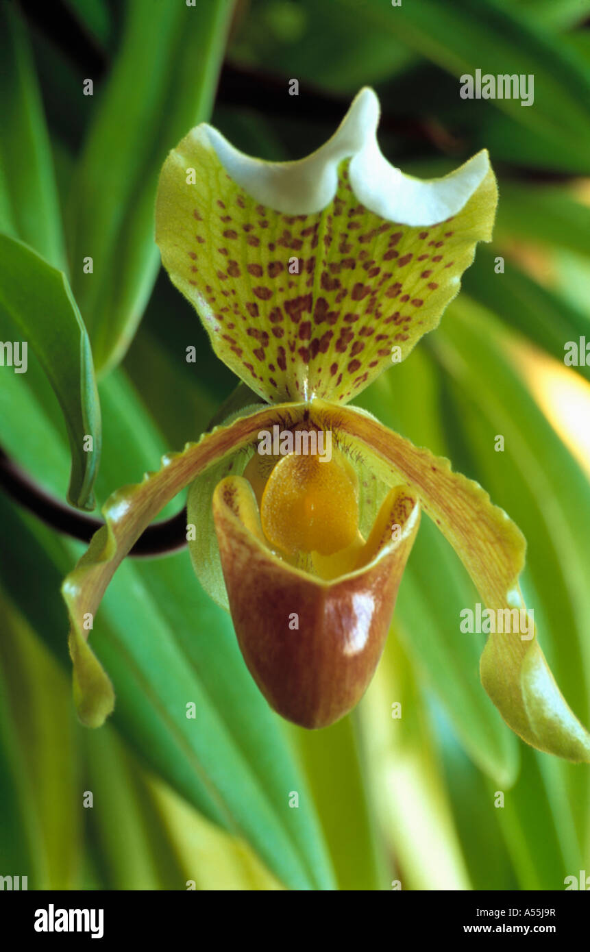 Close-up of pale green Paphiopediulum Appletonianum Orchid Stock Photo