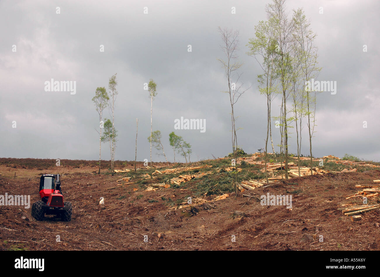 Deforestation forest management in the New Forest, England, UK Stock Photo