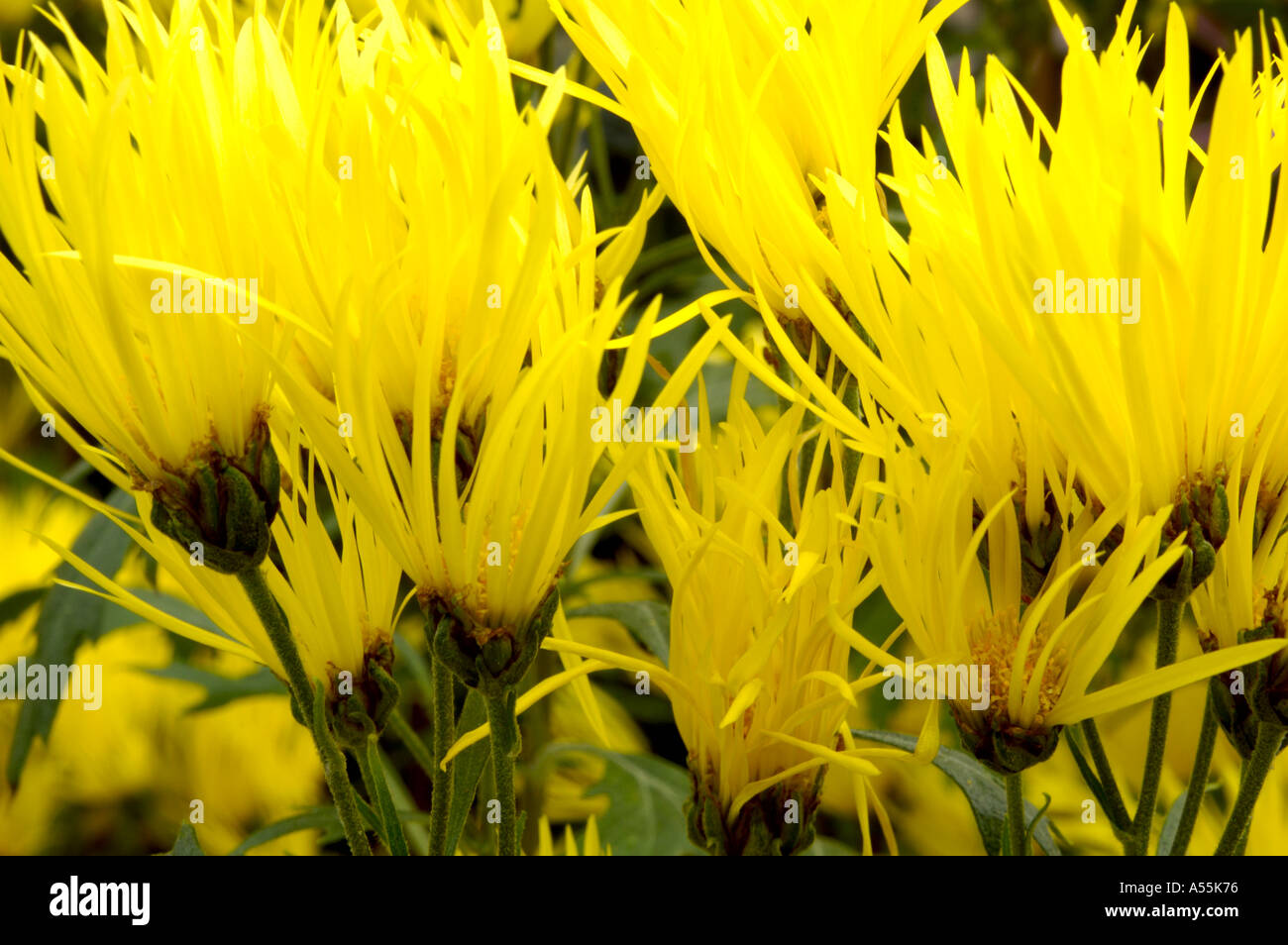 Yellow japanese chrysanthemum hi-res stock photography and images - Alamy