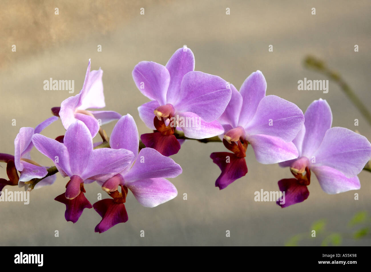 Doritaenopsis hybrid Doritis orchid Phalaenopsis orchid Stock Photo