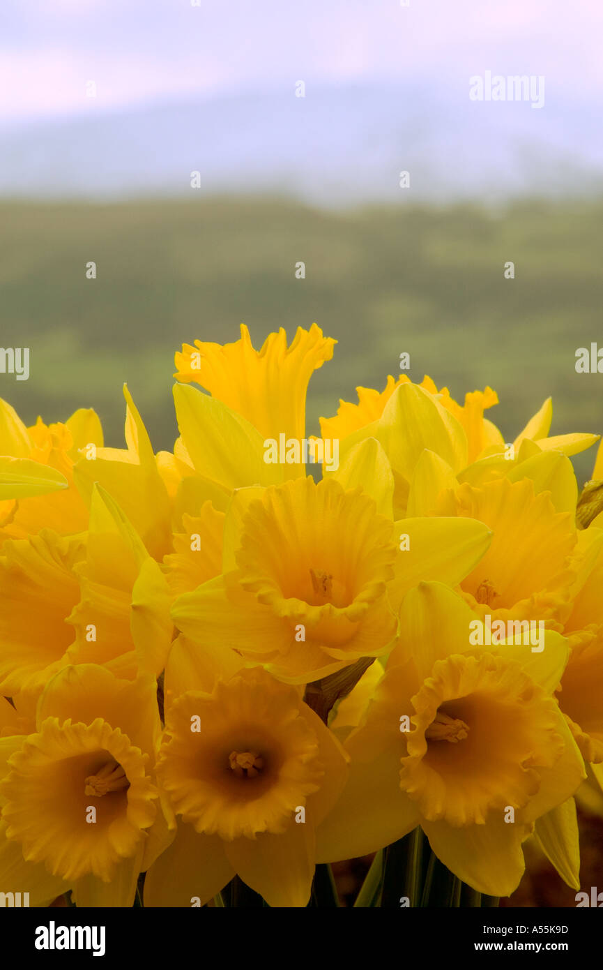 Daffodils in Wales Stock Photo