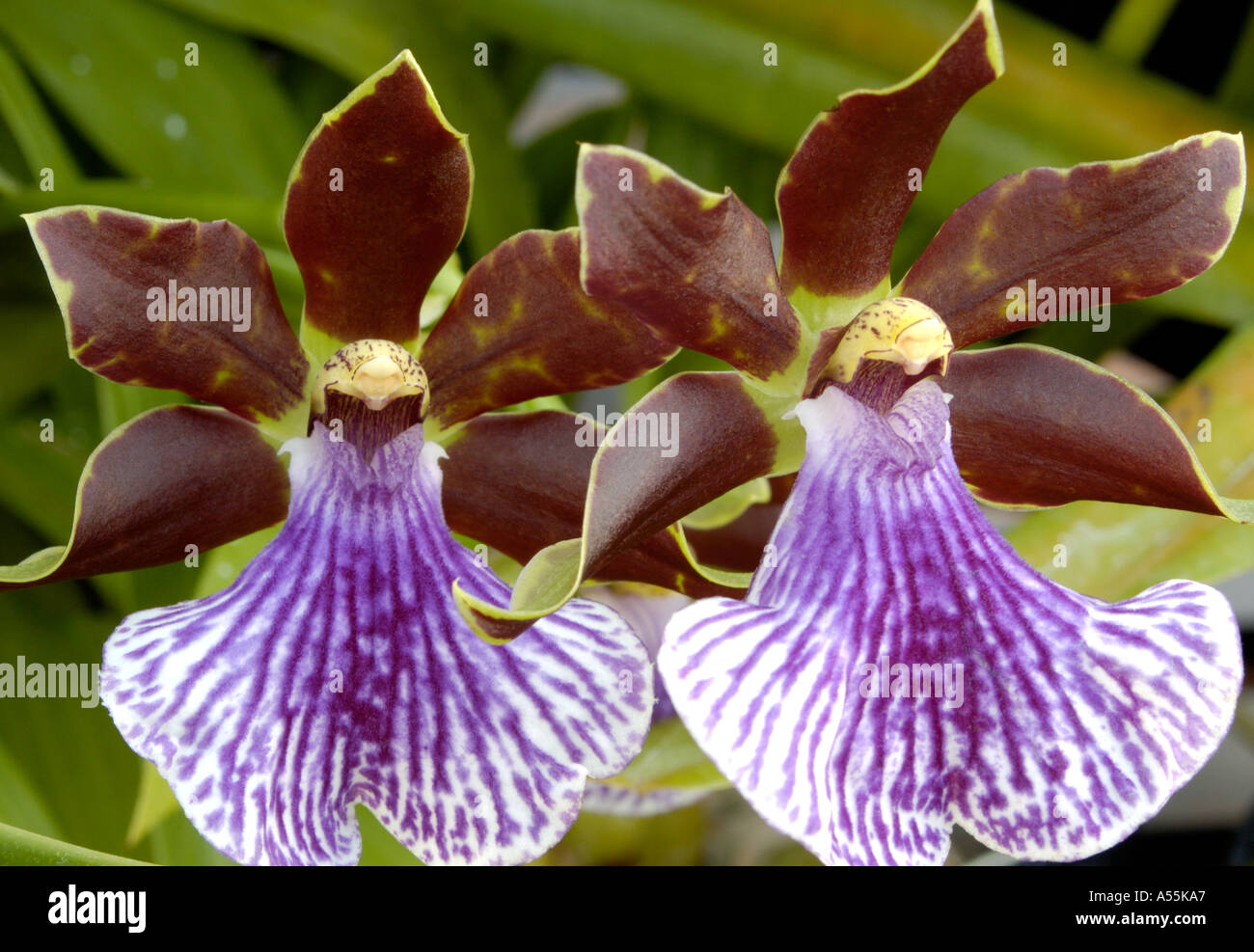 Zygopetalum Orchidaceae Stock Photo