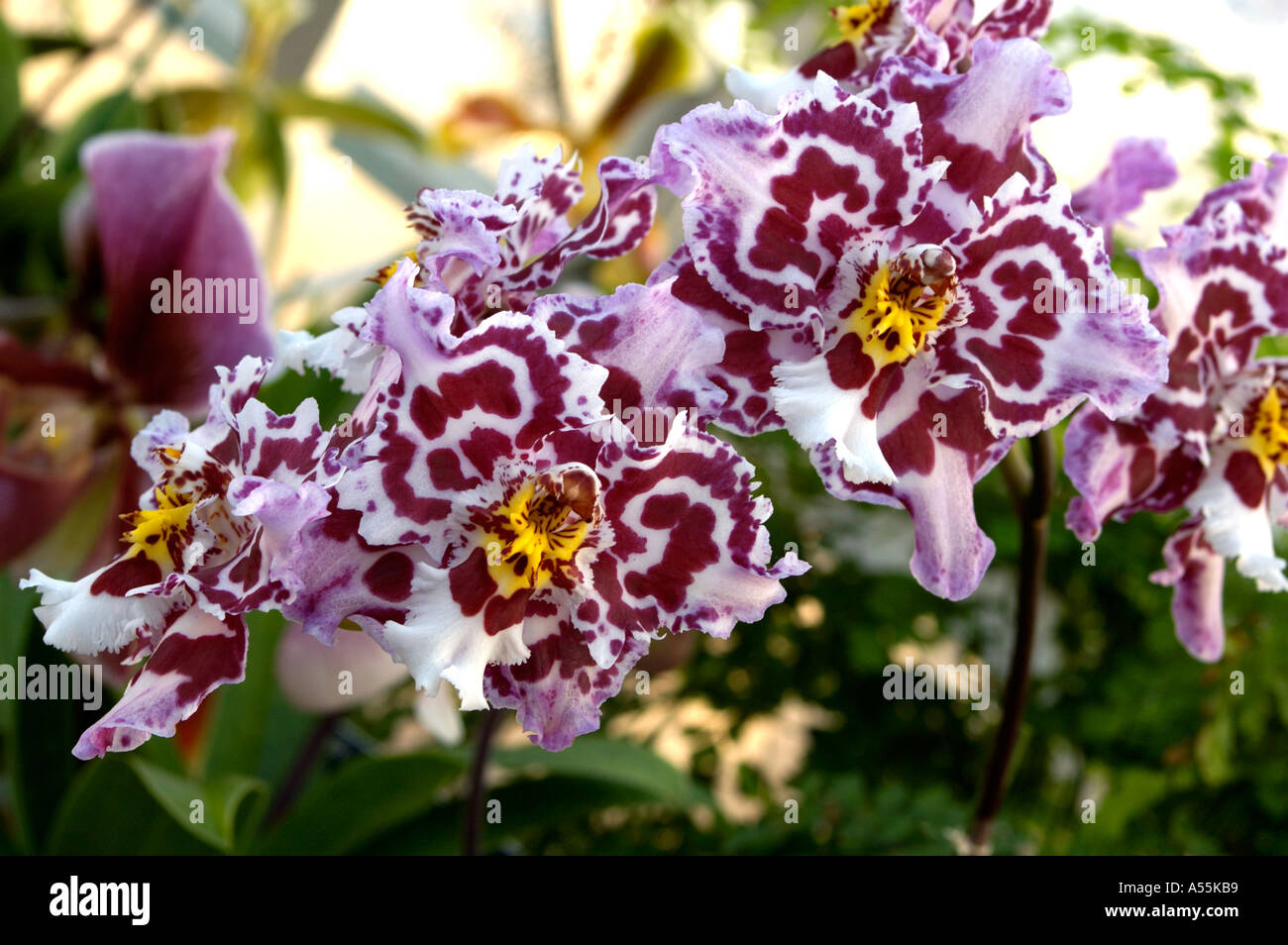 Odontioda stirmar Orchidaceae Stock Photo