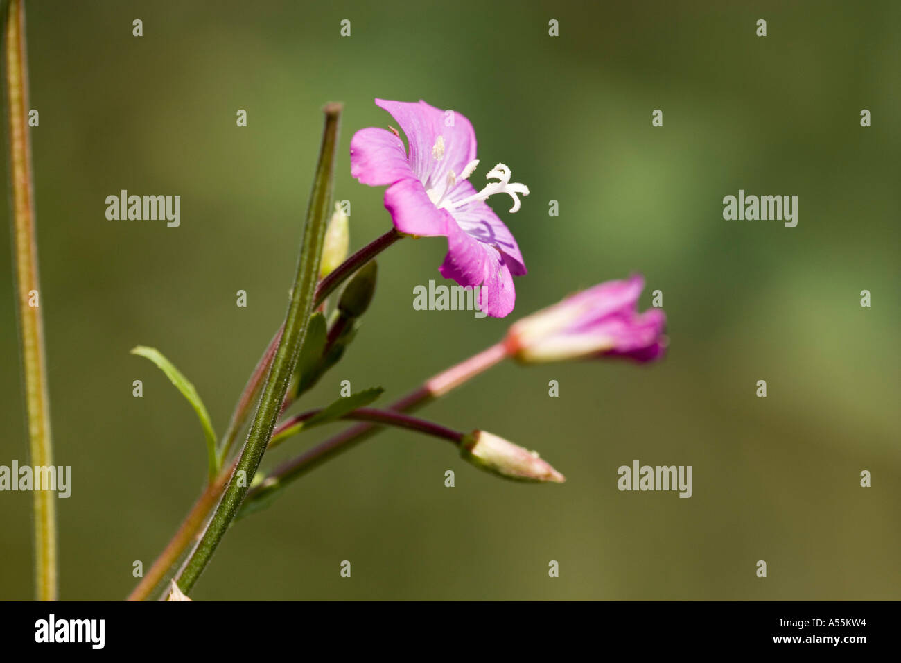 Small flowered willowherb - Willow-Herb Epilobium parviflorum Germany Stock Photo