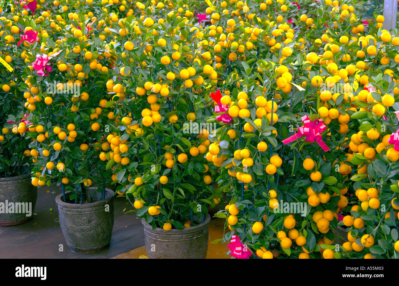 Miniature chinese mandarin orange trees hires stock photography and