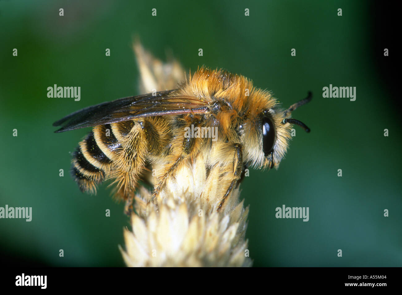 Bee, Dasypoda sp. at rest on plant Stock Photo