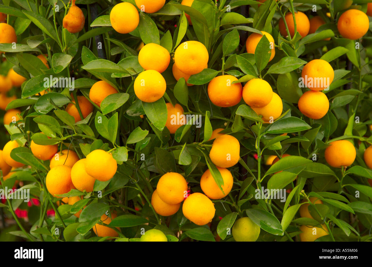 Miniature chinese mandarin orange trees hires stock photography and