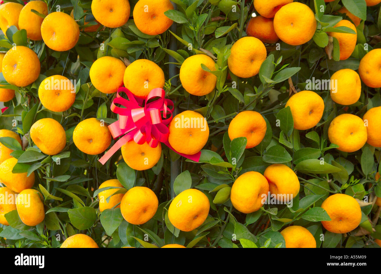 Miniature chinese mandarin orange trees hires stock photography and