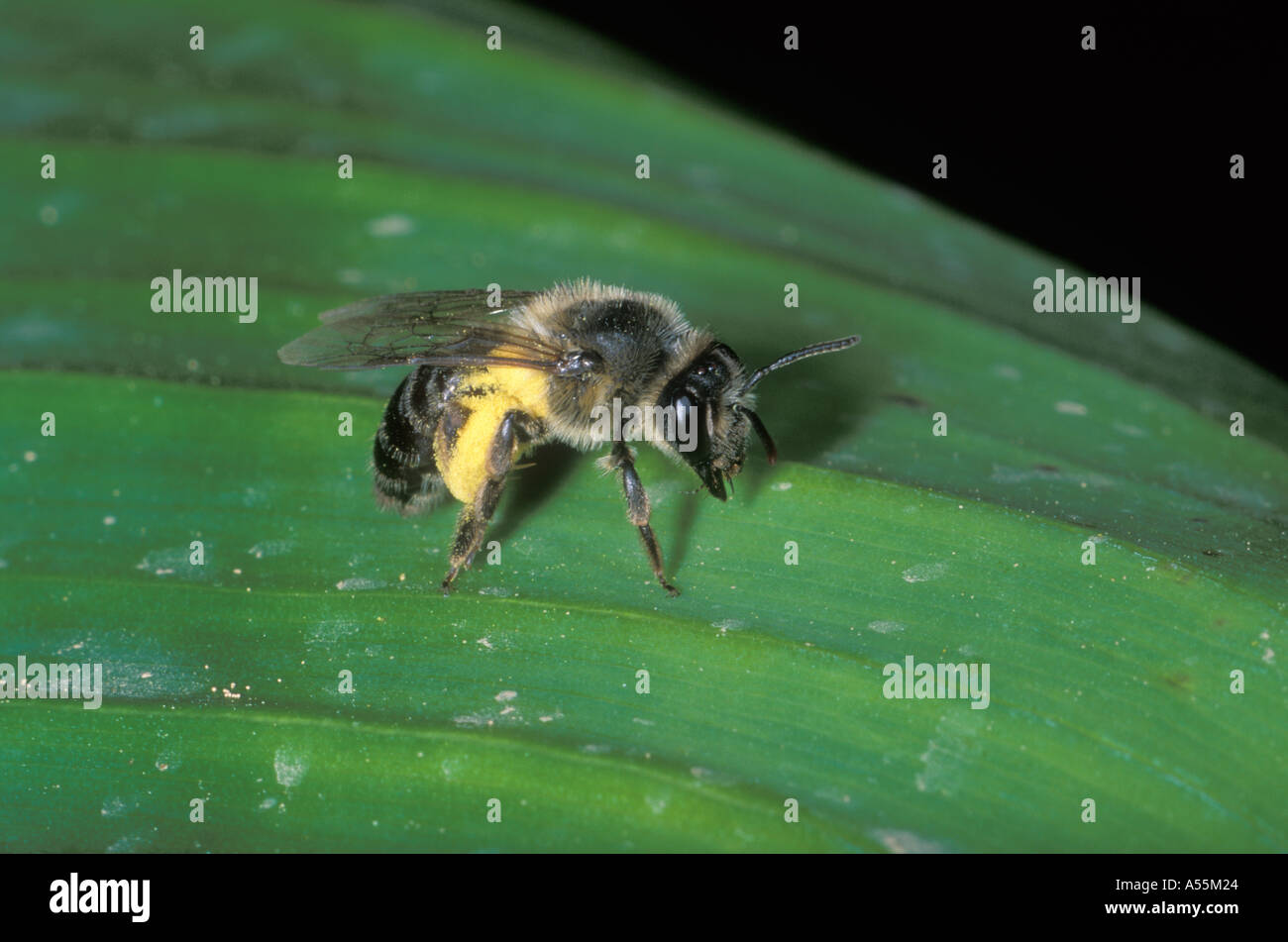 Mining Bee, Family Andrenidae. On leaf with tibias full of pollen Stock Photo