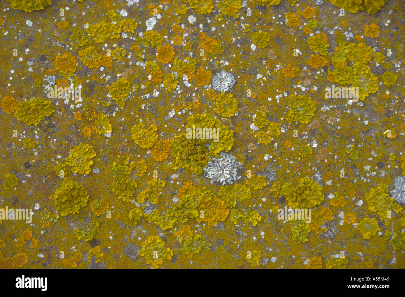Different Lichens, Xanthoria parietina and other species Stock Photo