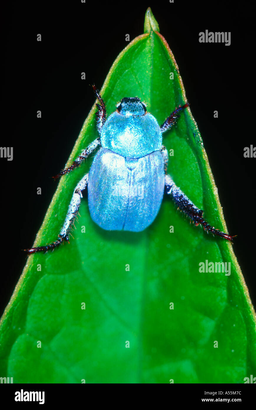 blue scarab beetle (Hoplia coerulea), male, Orleans, France Stock
