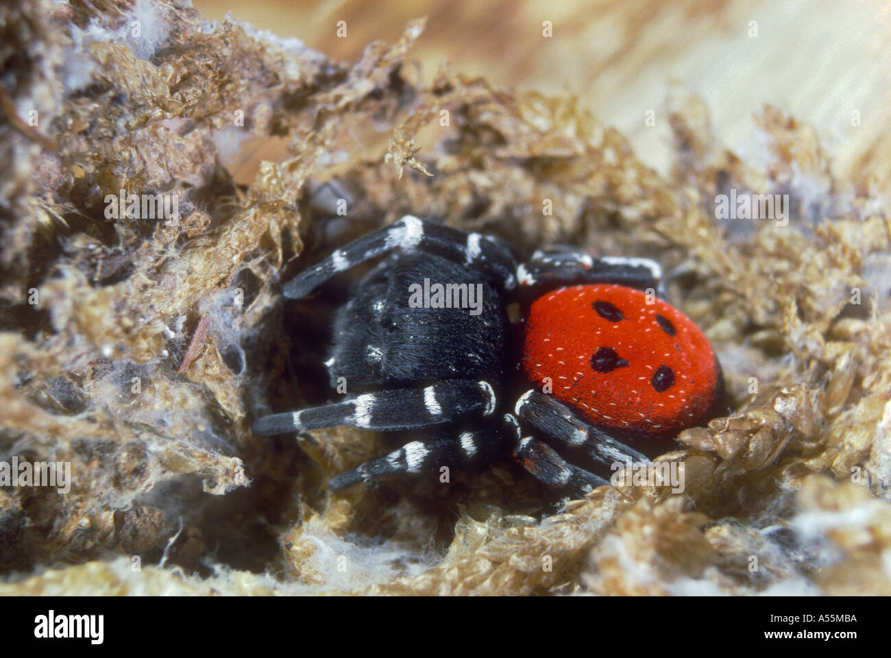 Ladybird Spider, Eresus niger. Male Stock Photo