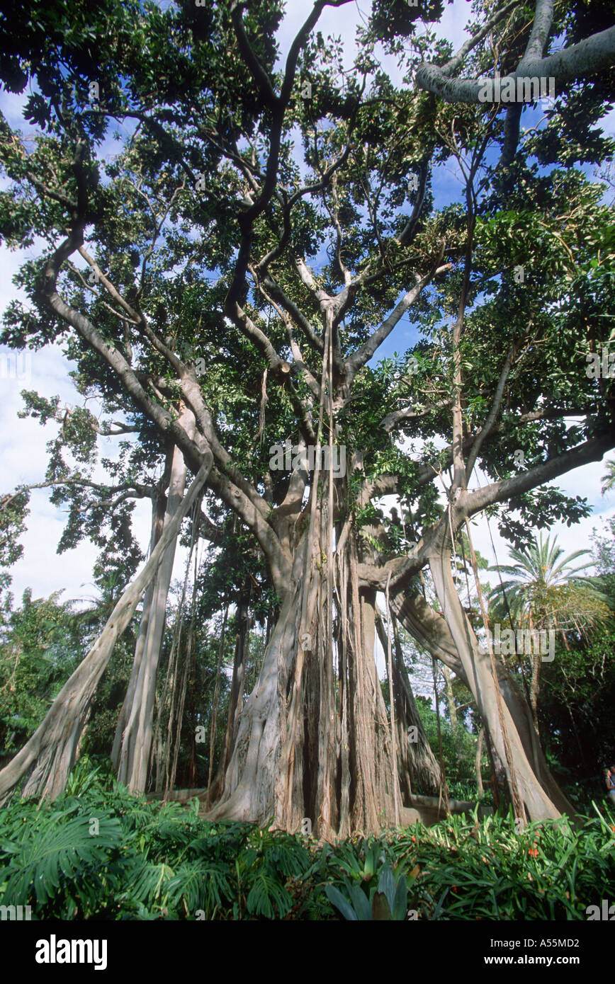 Rubber Tree, Coussapoa dealbata . Showing aerial roots Stock Photo