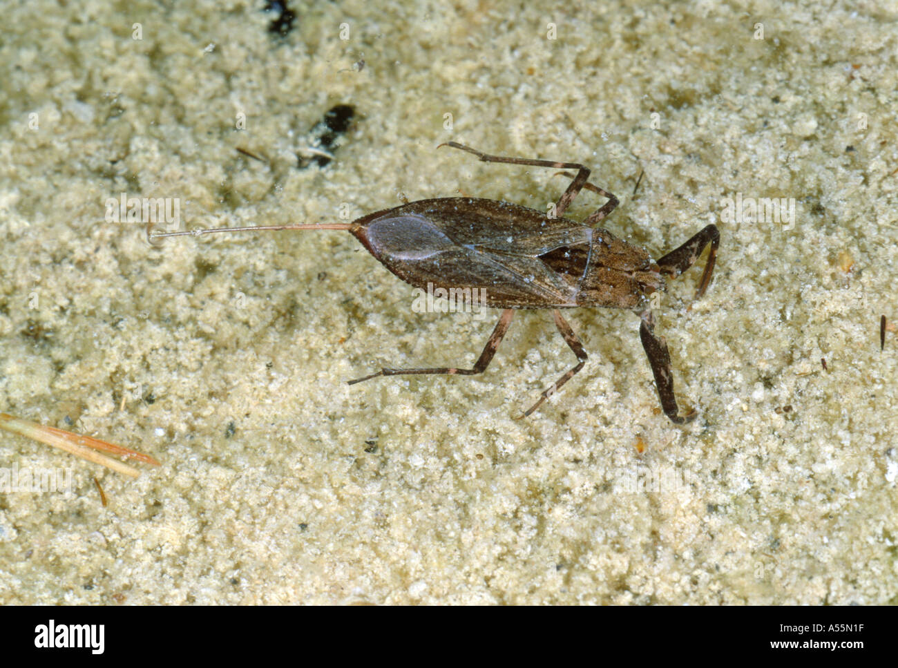 Water Scorpion, Nepa cinerea. On River ground Stock Photo