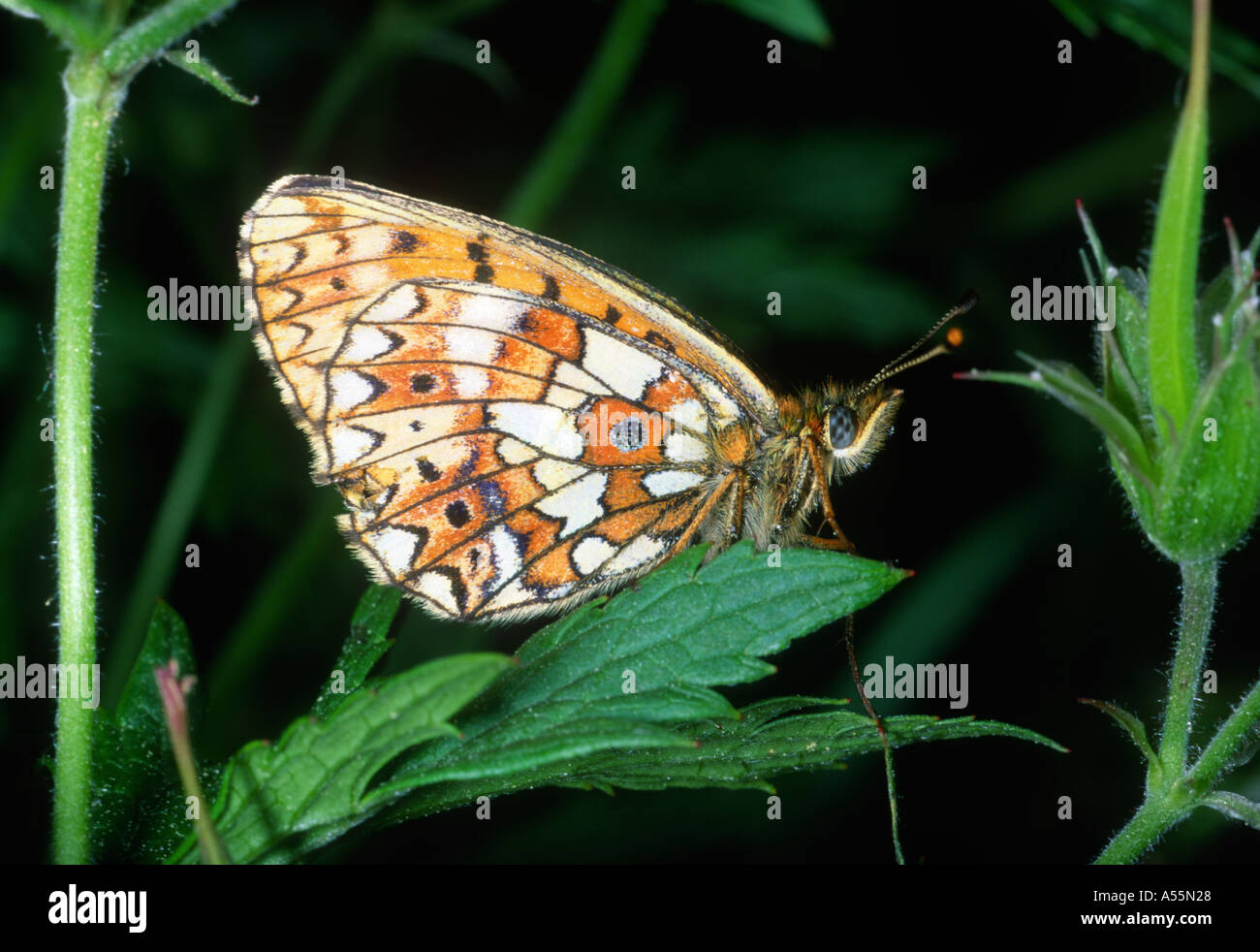 Small Pearl-bordered Fritillary Butterfly, Clossiana selene. On leaf Stock Photo