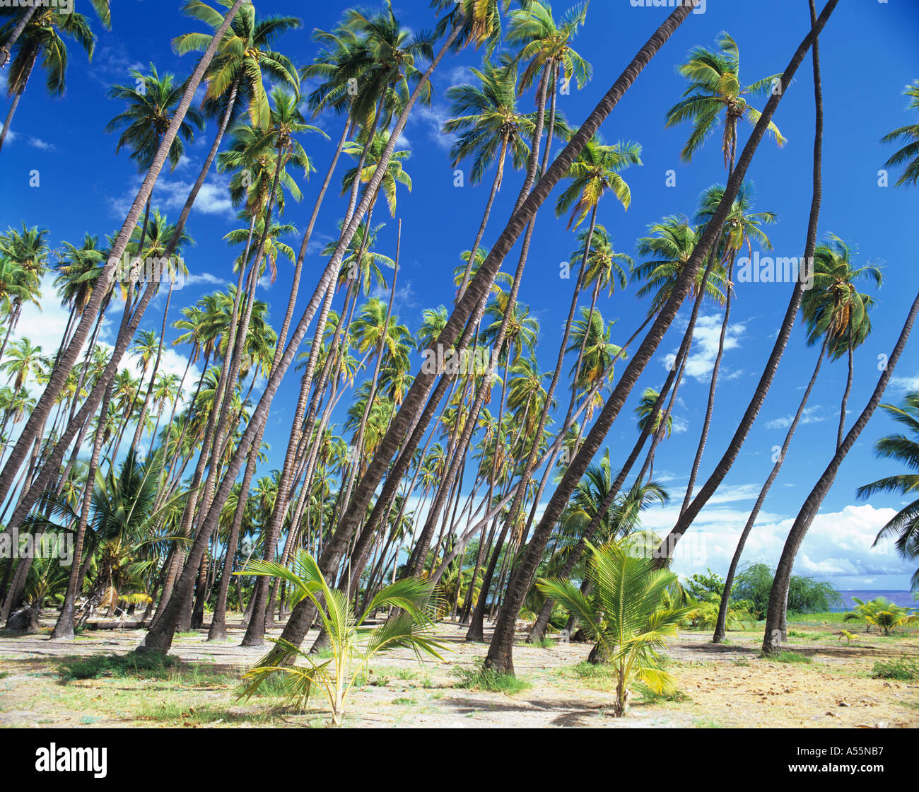 The ancient Kapuaiwa Coconut Grove on Molokai Island Hawaii, USA has ...