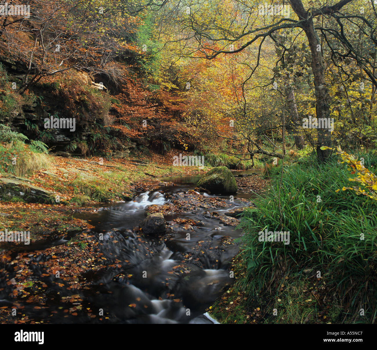 Autumn colour around a small stream in Hamsterley Forest, County Durham Stock Photo