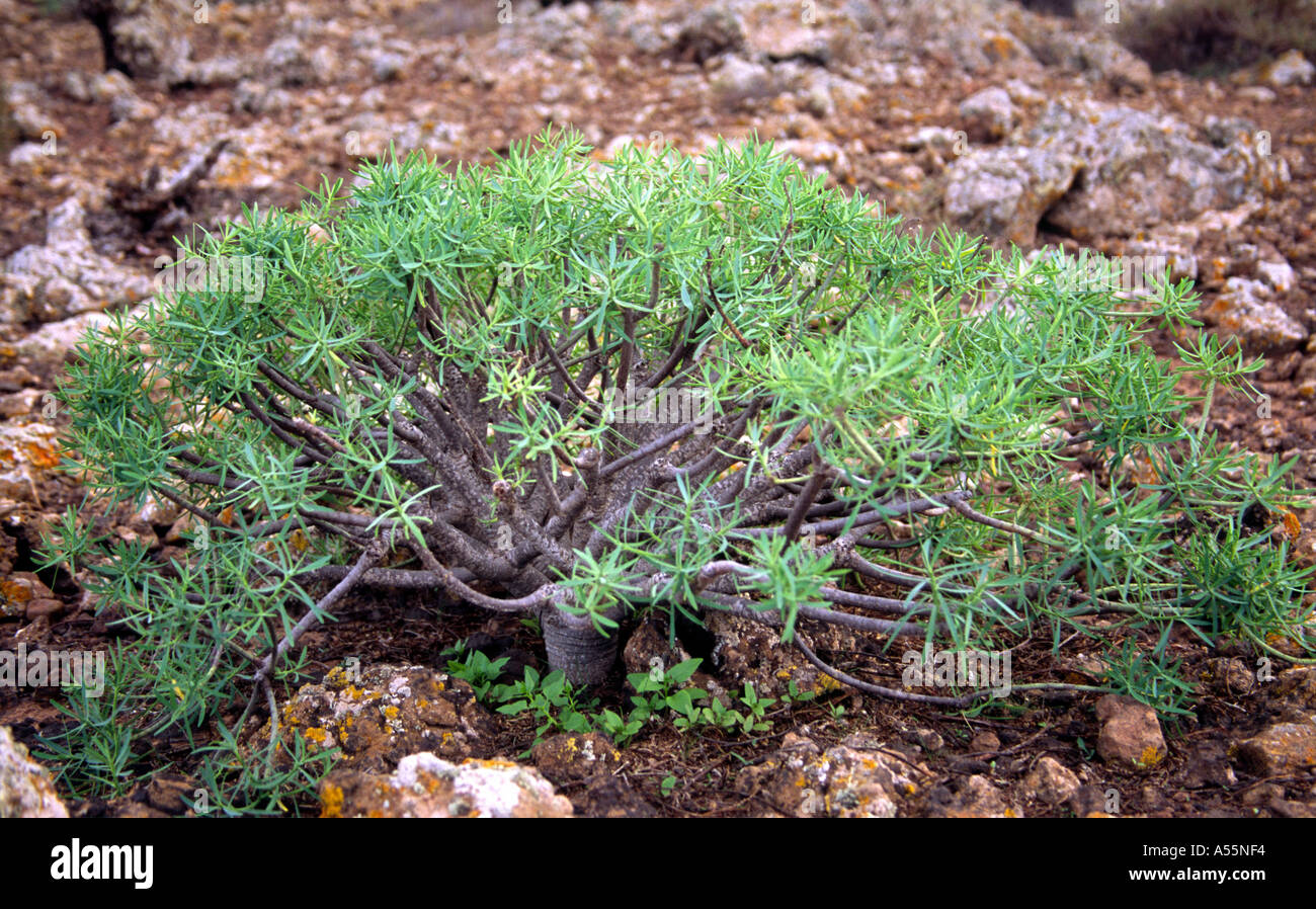 Endemic Euphorbia obtusifolia on Fuerteventura, Canaries, Spain Stock Photo