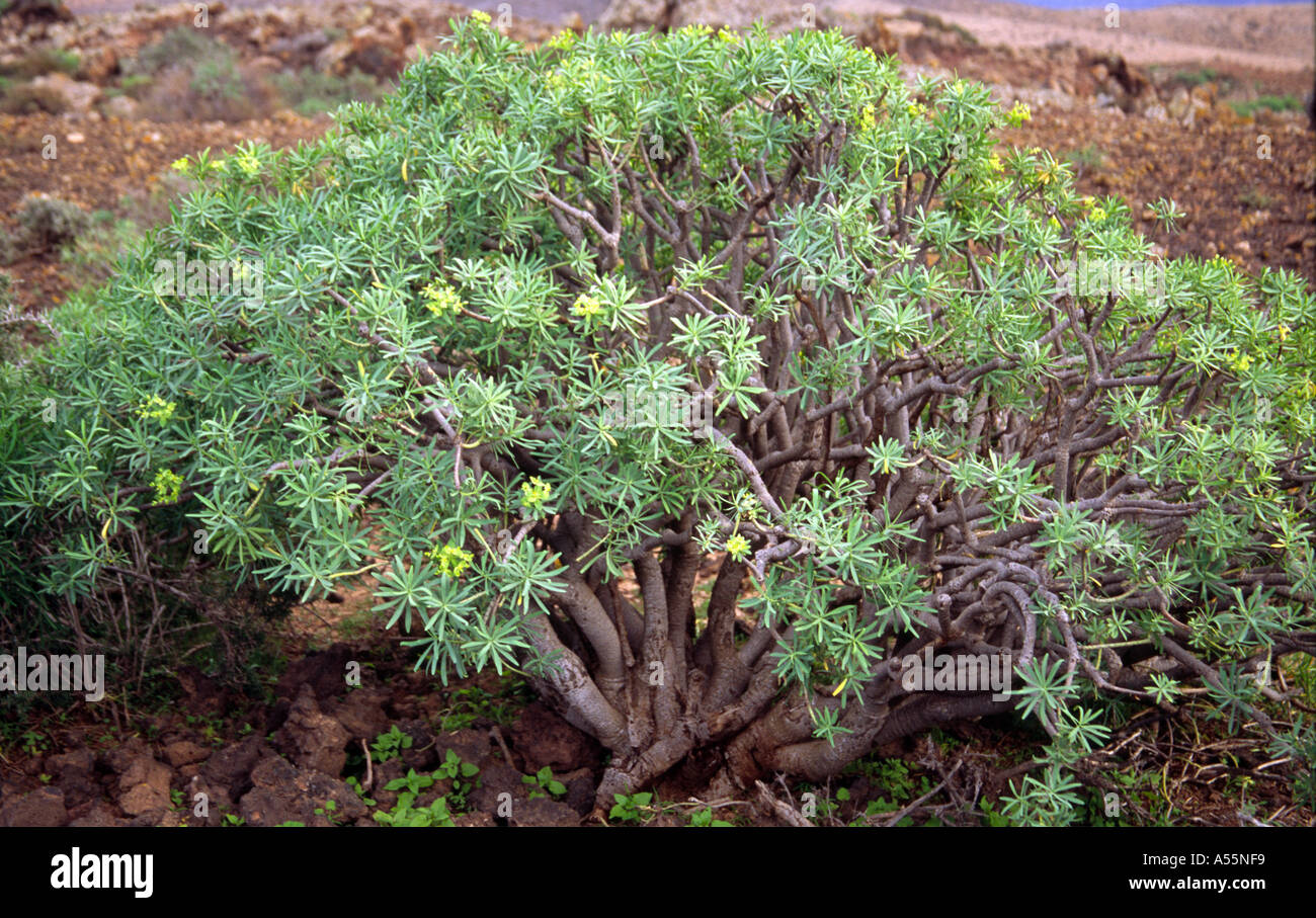 Endemic Euphorbia obtusifolia on Fuerteventura, Canaries, Spain Stock Photo