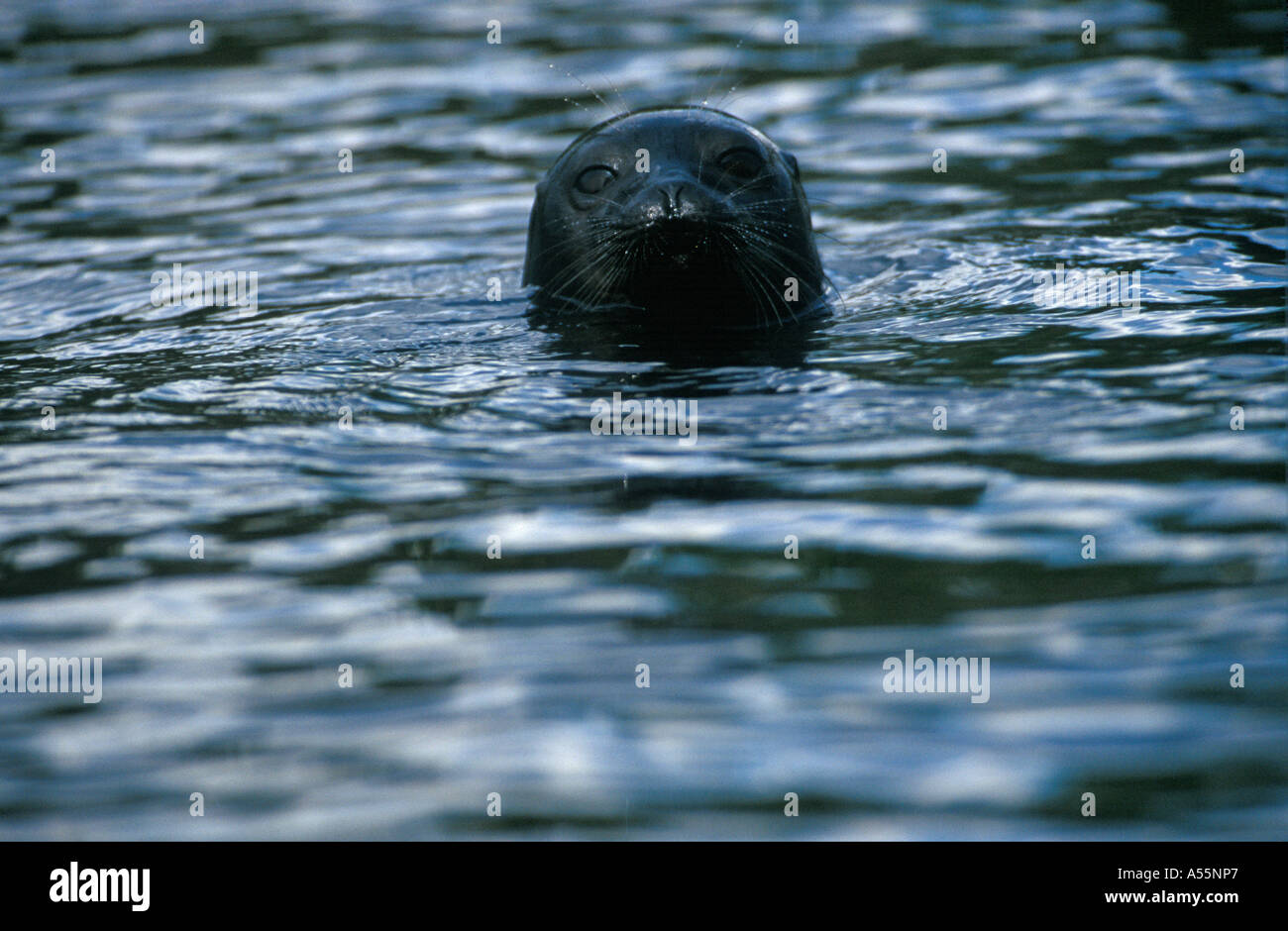Seals grow bigger nostrils to survive in Arctic | Nation | iosconews.com