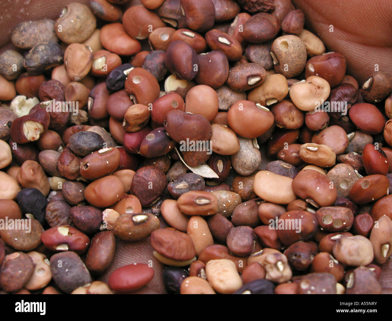 Painet is1608 zambia red sorghum for beer making country developing nation less economically developed culture emerging Stock Photo
