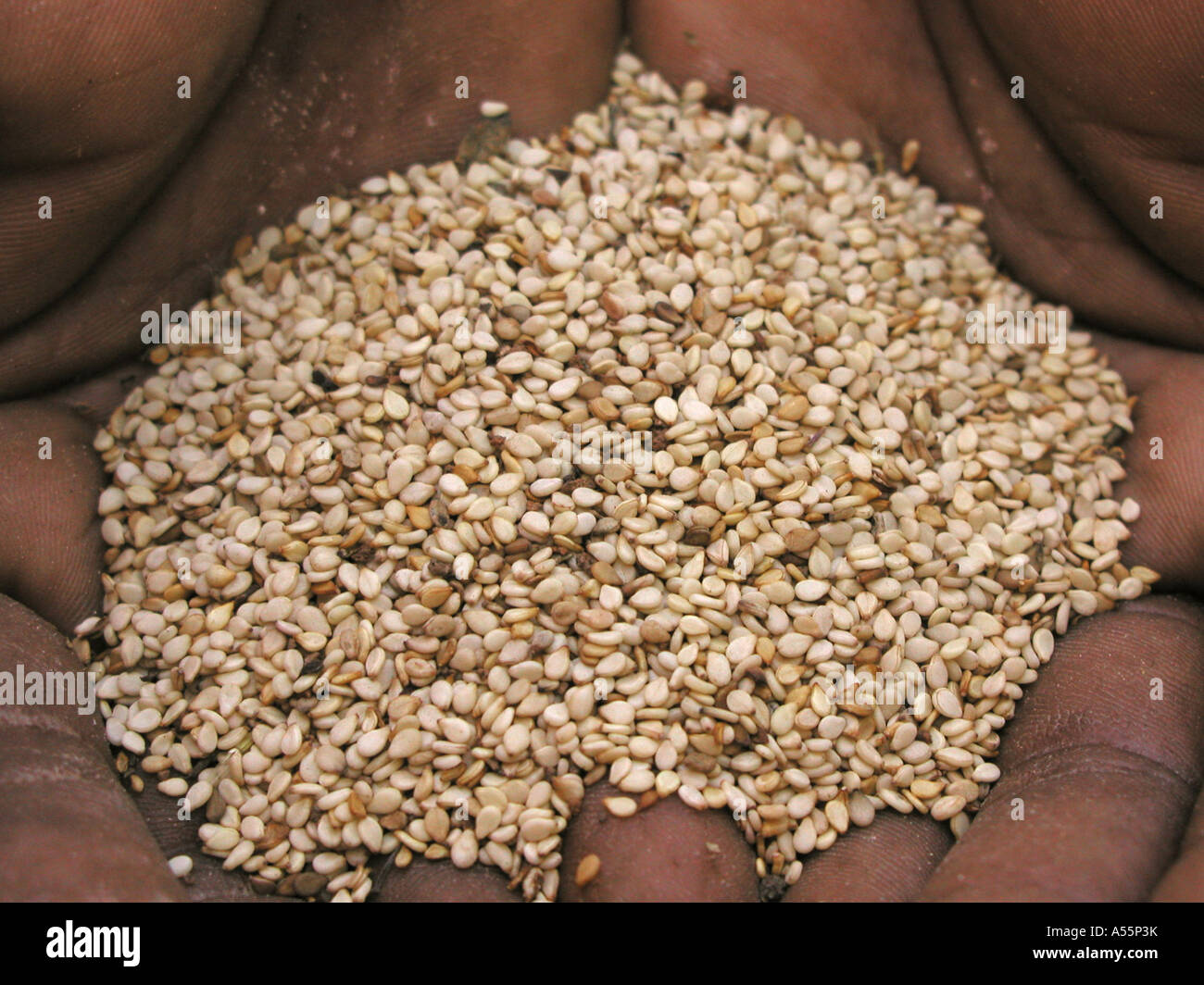is1639 zambia sesame seed edible used for making tahini oil