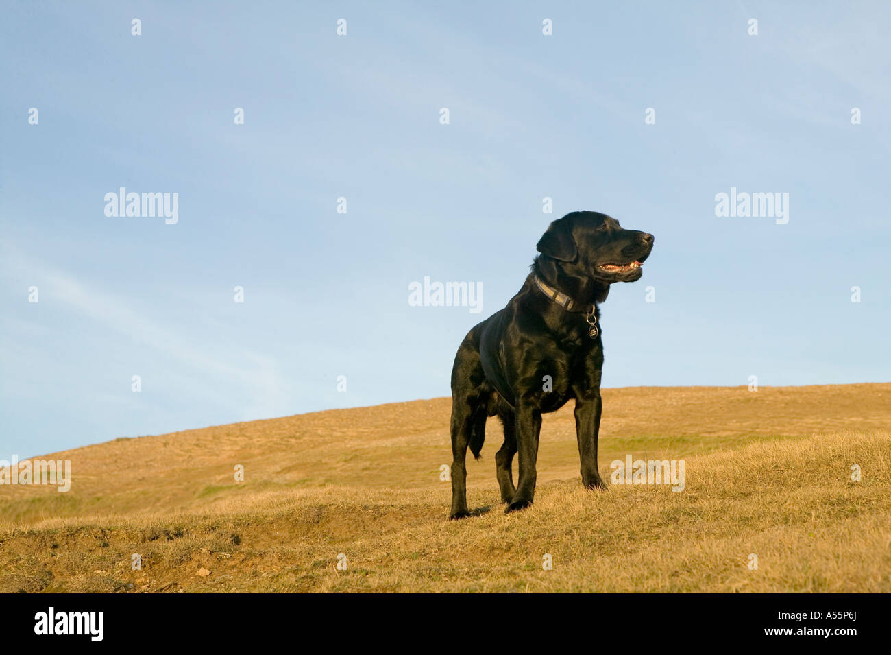 Black Labrador Male High Resolution Stock Photography and Images - Alamy