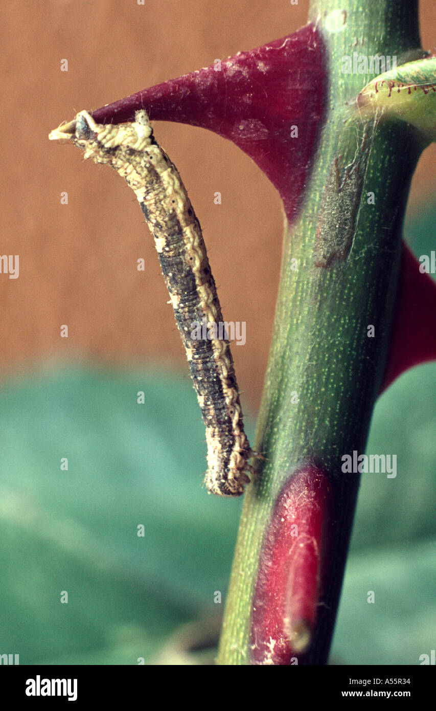 Small caterpillar on huge thorn, Holland Stock Photo Alamy