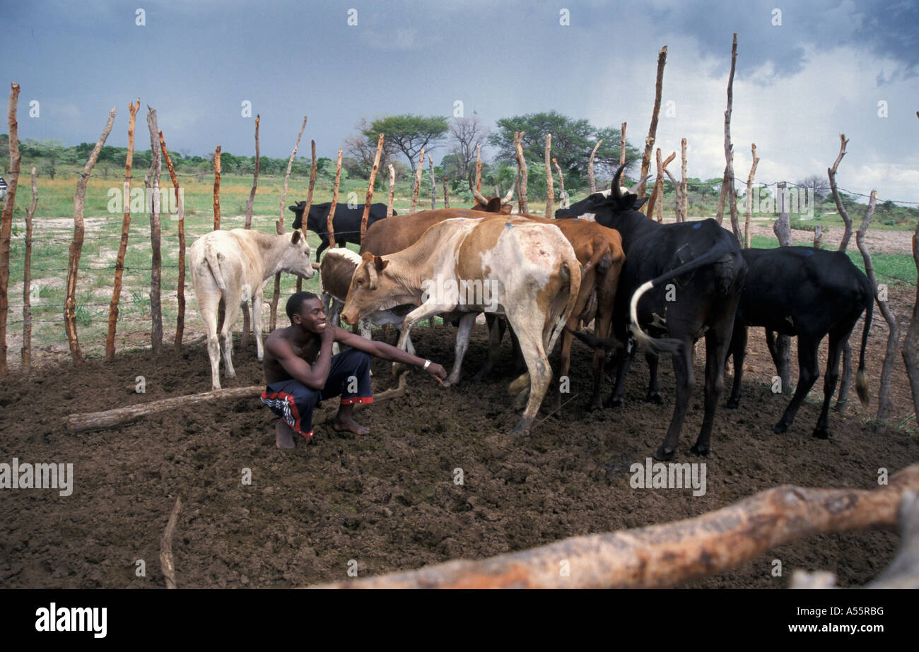 Painet is1692 zambia mulondiwa sikunga 25 cattle shangombo country developing nation less economically developed culture Stock Photo