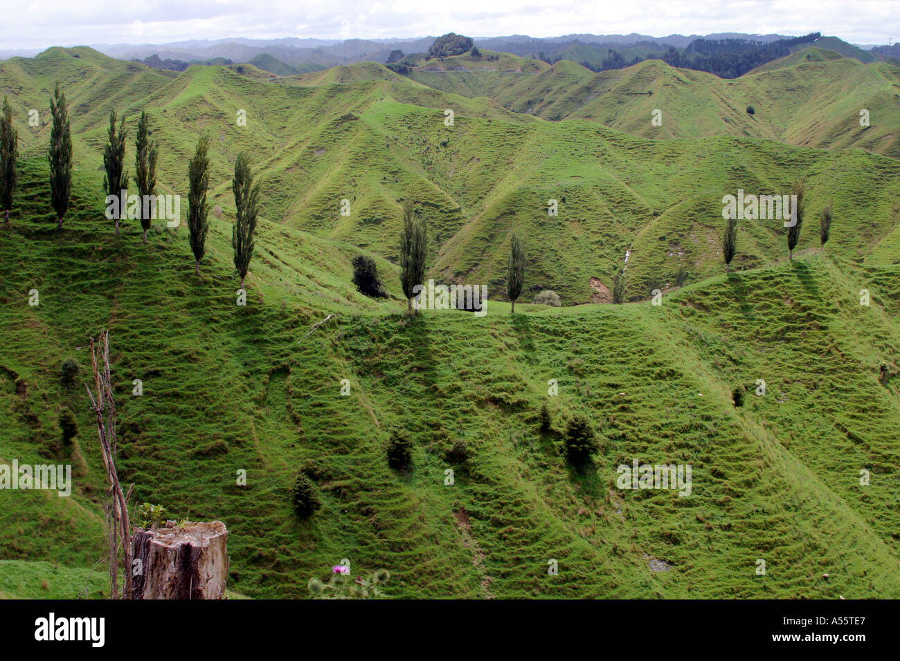 King Country typical green landscape North Island New Zealand Stock