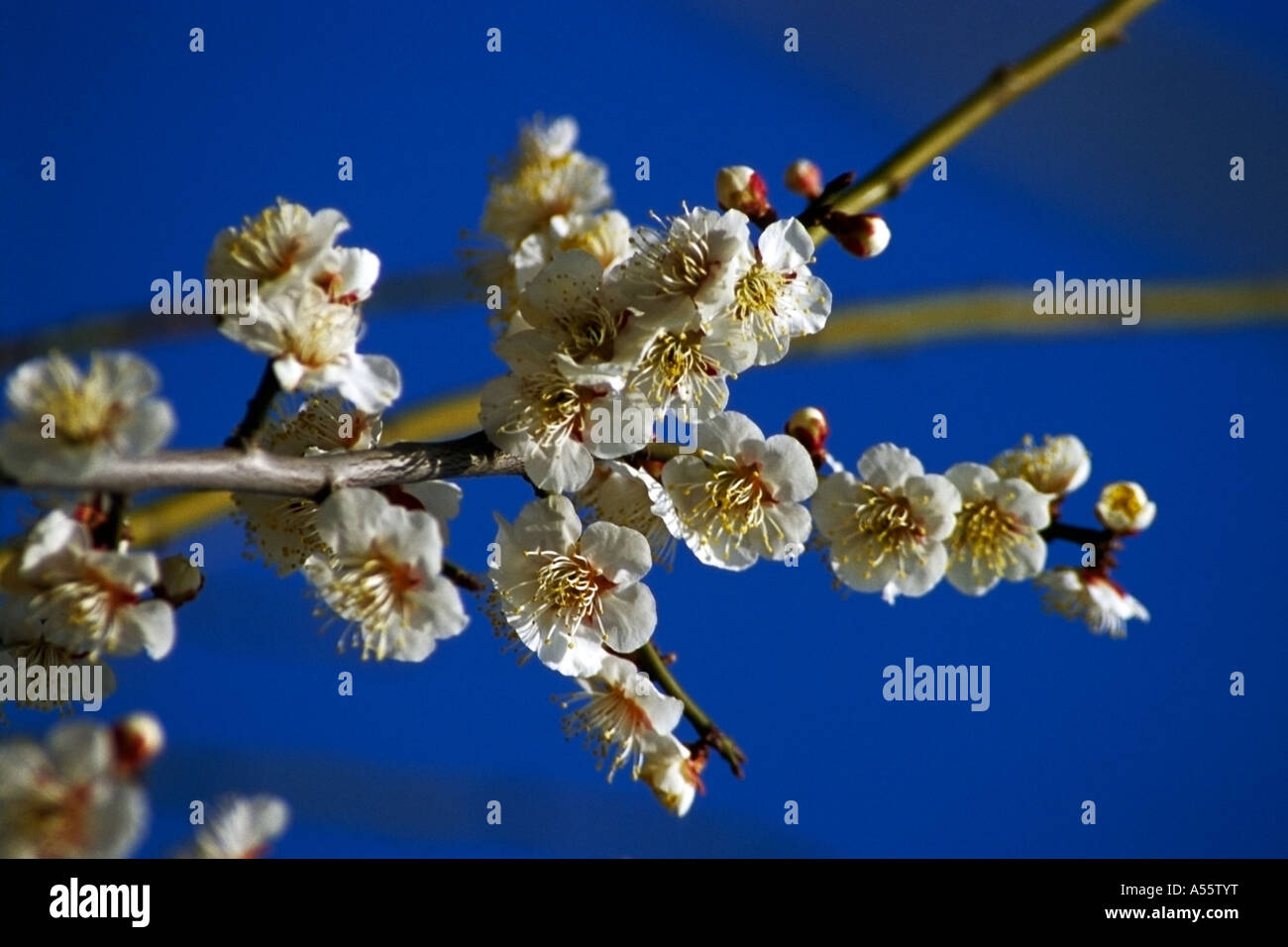 The first plum blossoms on a spring morning in Kanto Japan Stock Photo