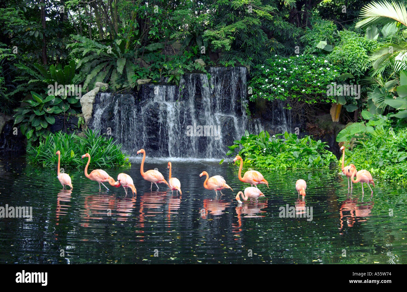 Caribbean flamingos at the Jurong Bird Park in Singapore, Asia Stock ...