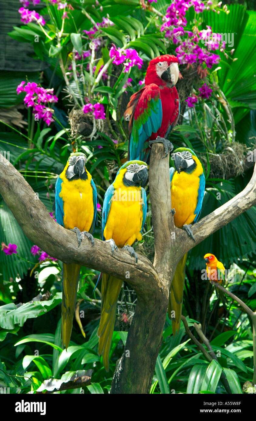 Colorful Macaws At The Jurong Bird Park In Singapore Stock Photo