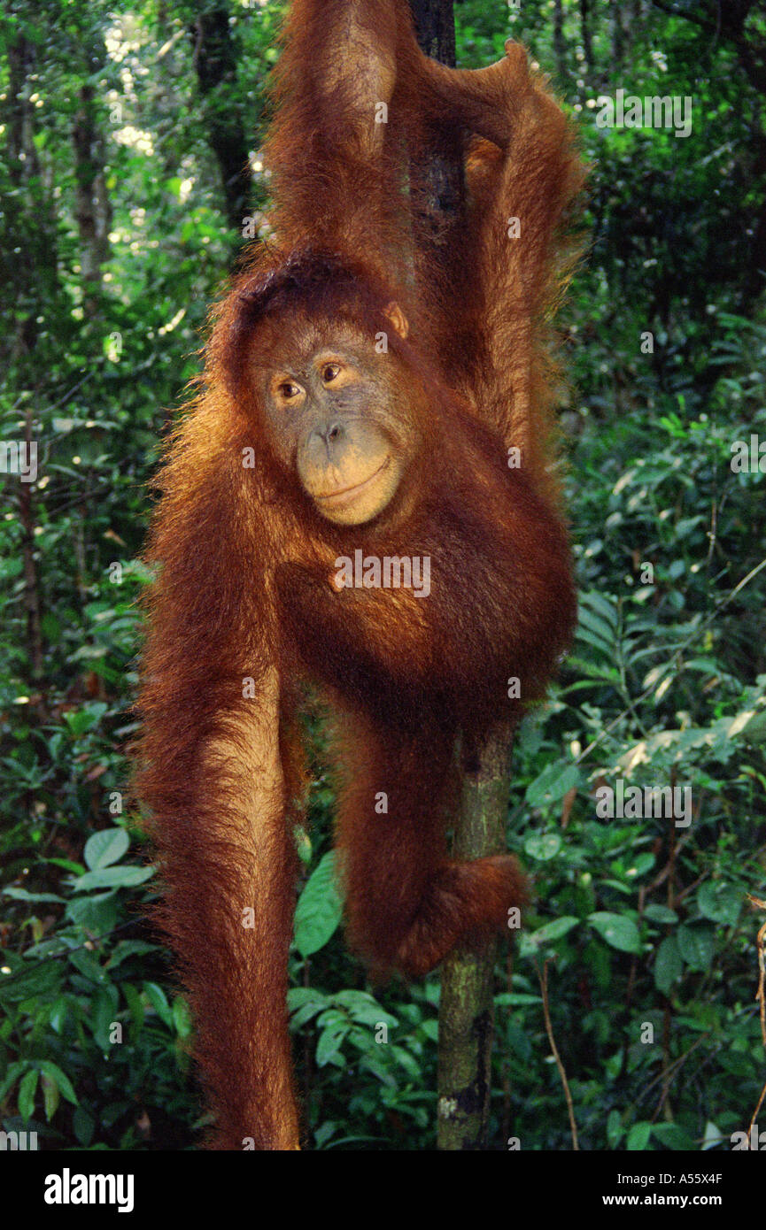 Orangutan in Kalimantan Borneo Indonesia Stock Photo