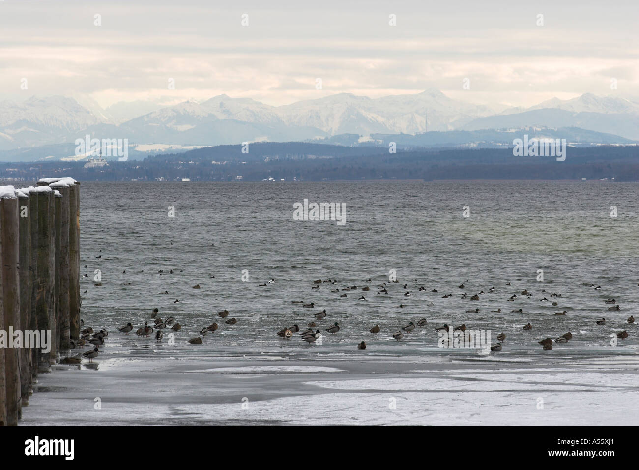 Ammersee in winter with marples and mountain sight Stock Photo