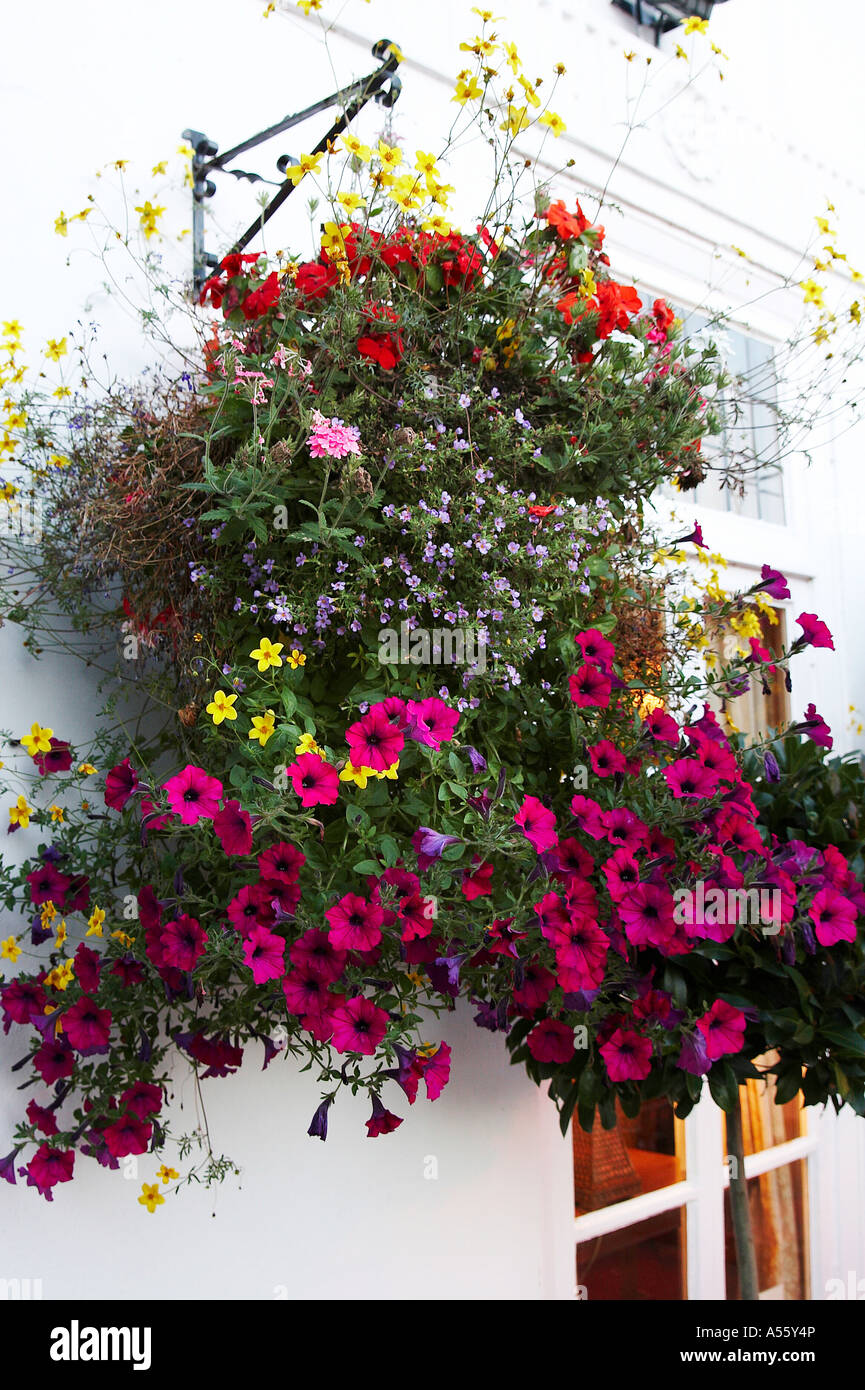 Hanging basket flowers hi-res stock photography and images - Alamy