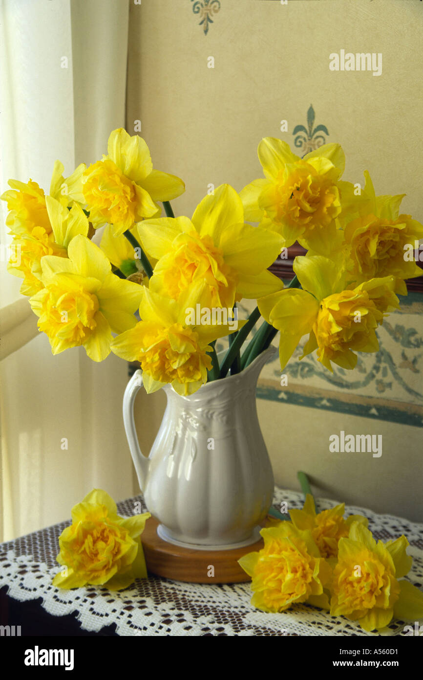 Arrangement of Double Headed Daffodils UK Stock Photo