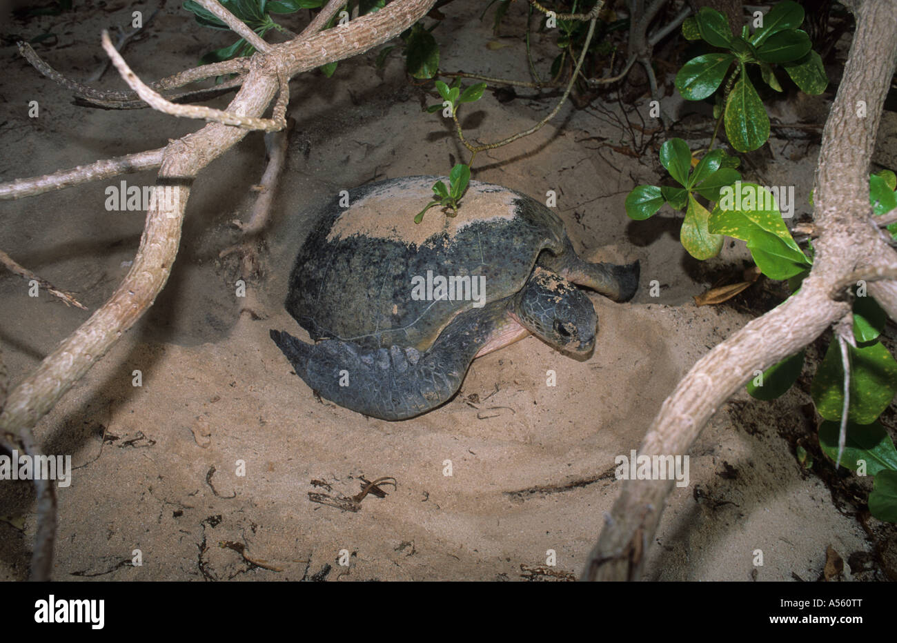 A female Green Turtle Chelonia mydas covering eggs after laying them at dawn Pulau Sangalaki Borneo Kalimantan Indonesia Stock Photo
