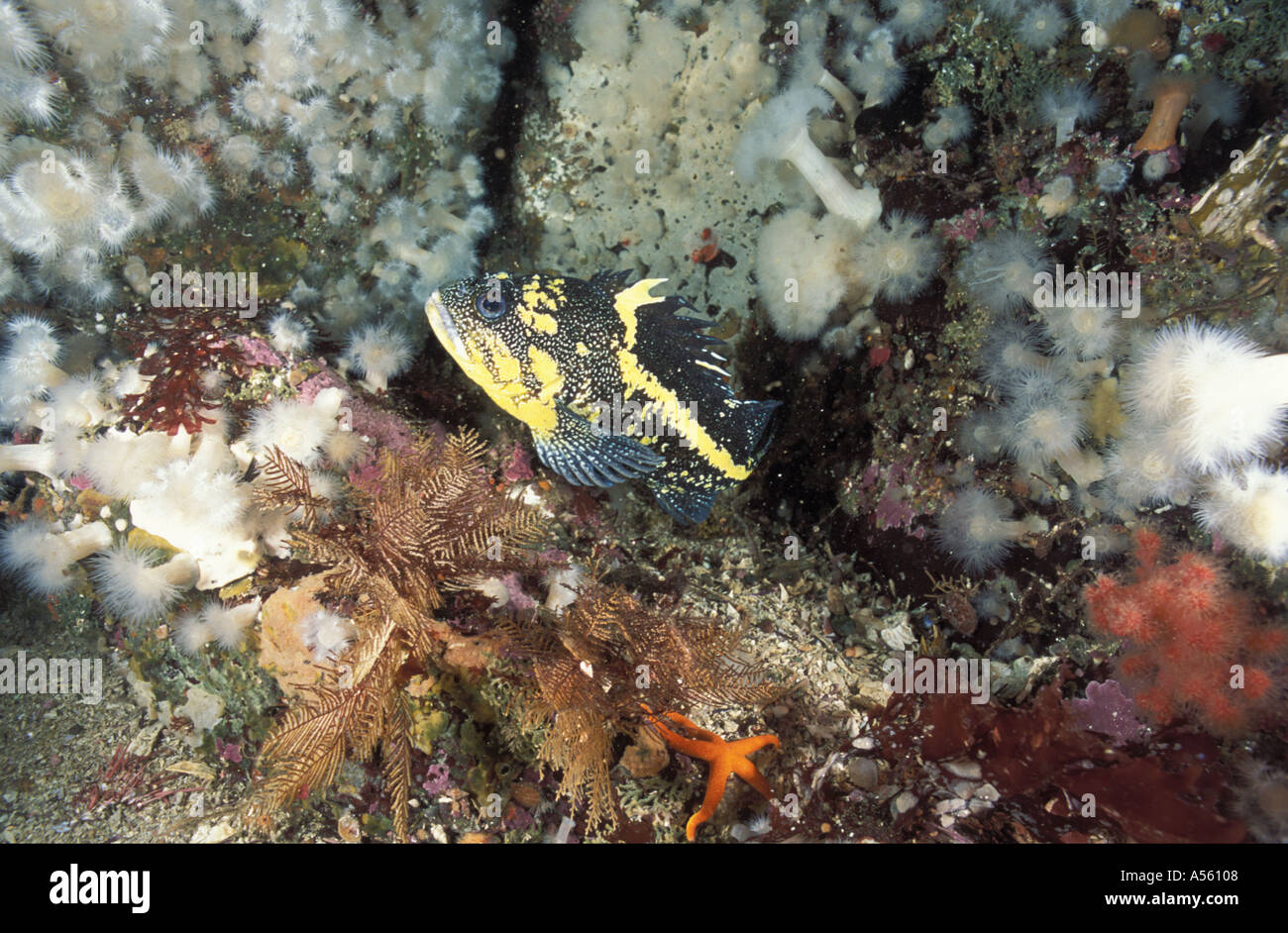China Rockfish Sebastes nebulosus Stock Photo Alamy
