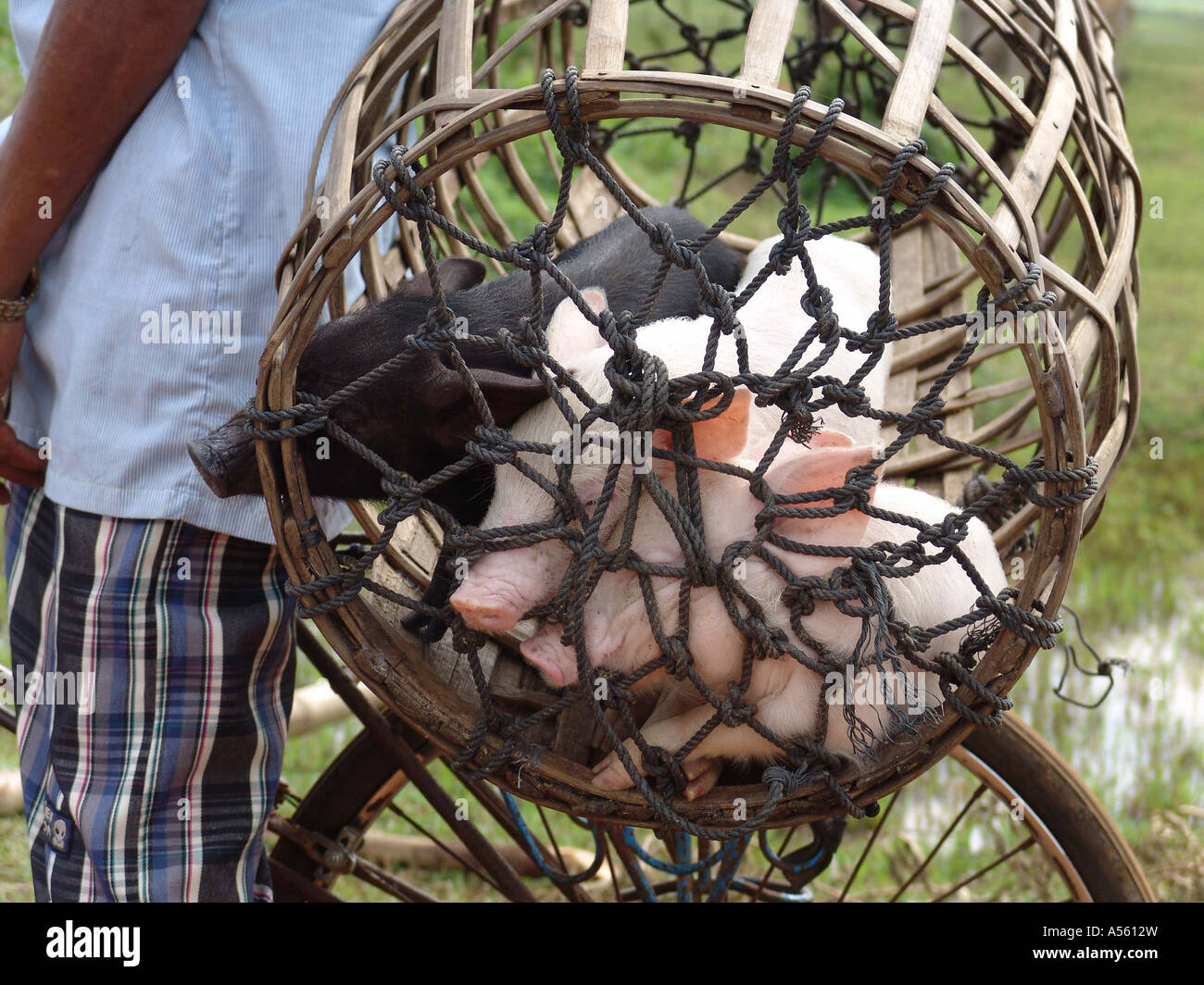 Painet ix1929 cambodia piglets transported by bicycle country developing nation less economically developed culture emerging Stock Photo