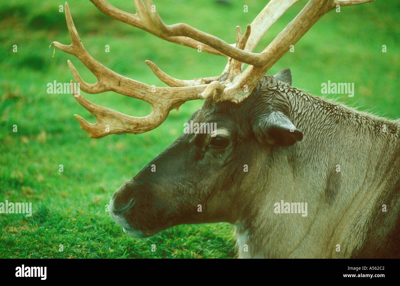 Reindeer Highland Wildlife Centre Kingussie Scotland U K Stock Photo