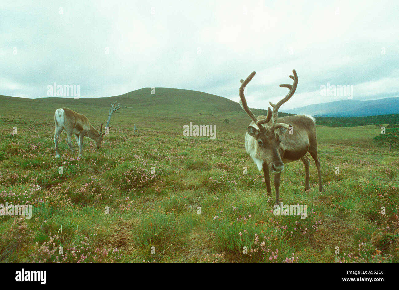 Reindeer Cairngorm Reindeer Centre Scotland U K Stock Photo - Alamy