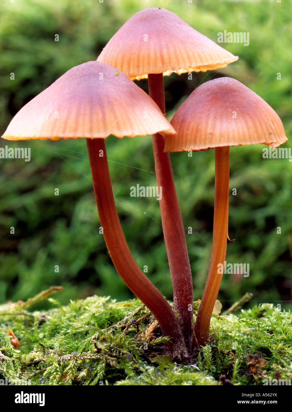 Mycena Haematopus fungi trio, Surrey, England, UK. Stock Photo