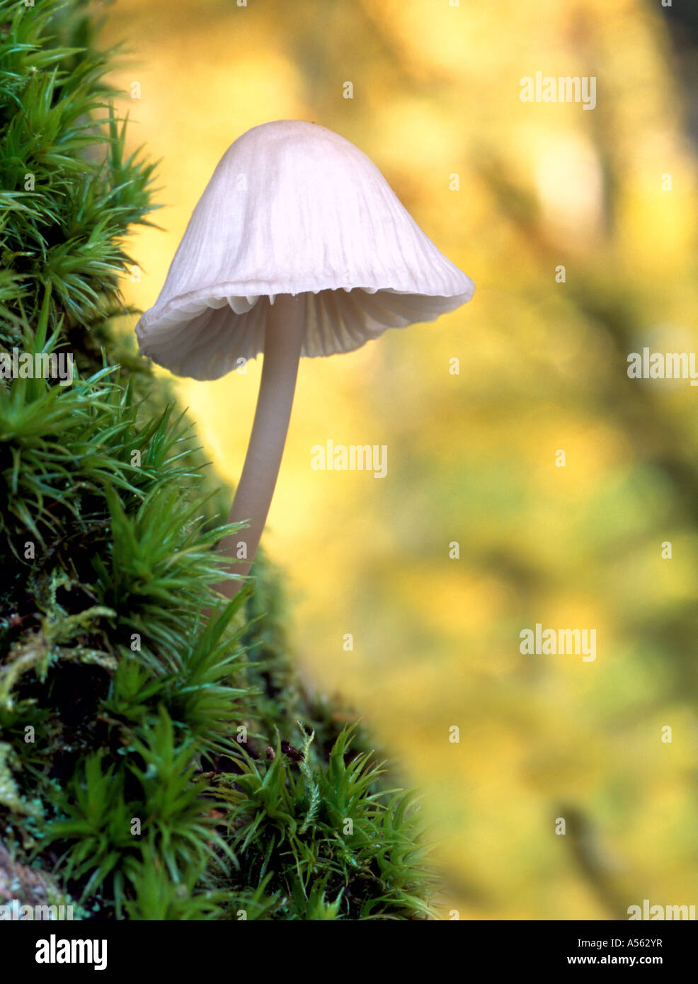 Mycena Galopus Var white fungi, Surrey, England, UK. Stock Photo