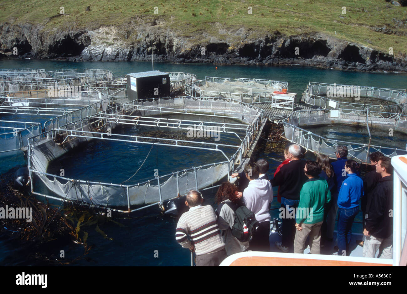 Tourists on a trip boat visit a salmon farm at Akaroa Harbour Christchurch South Island New Zealand Stock Photo