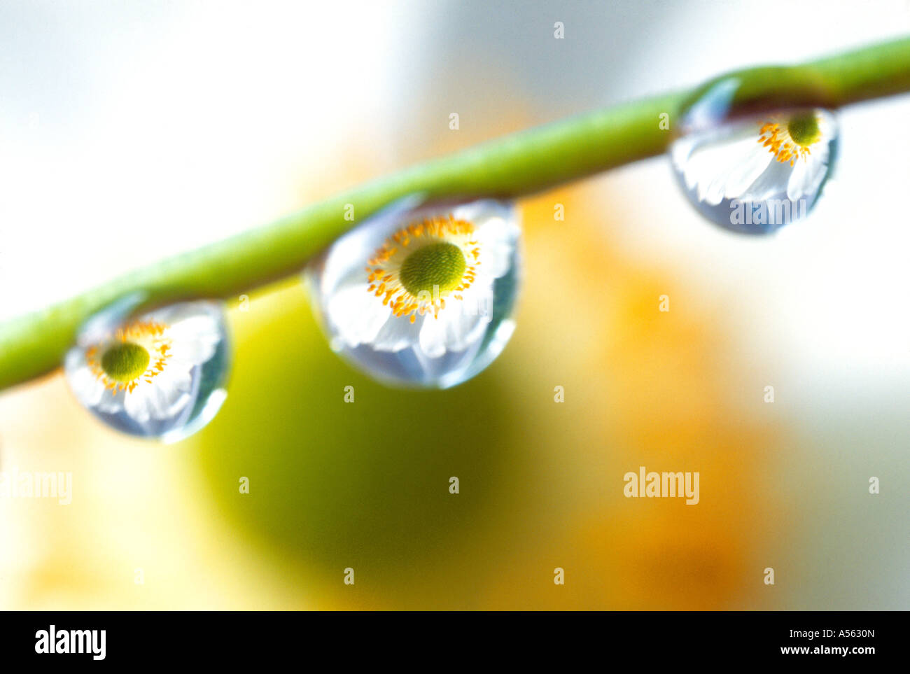 Close up of droplets of water on a Japanese Anemones. Stock Photo