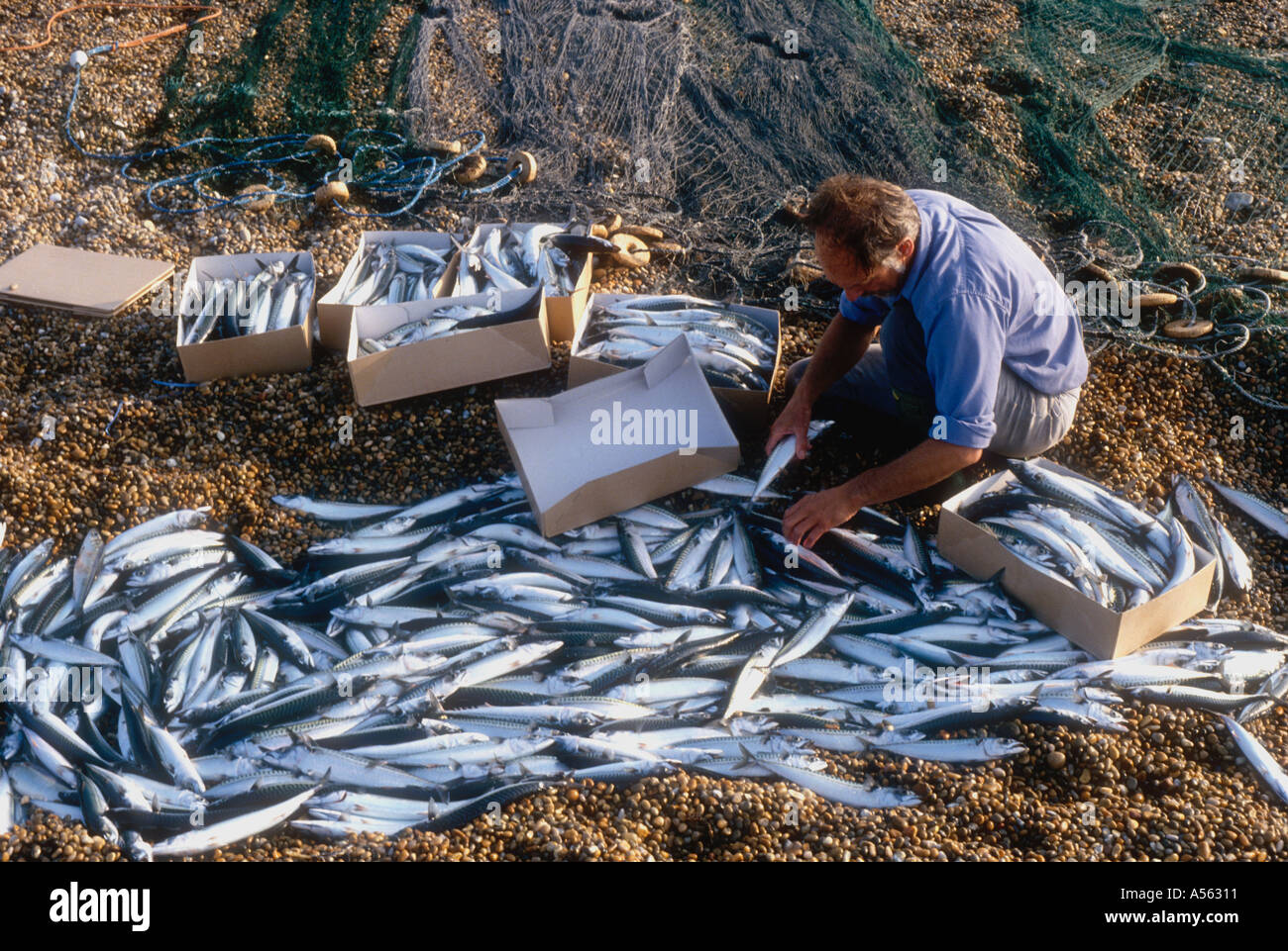 Traditional seine net fishing catch of mackerel from a lerret boat at