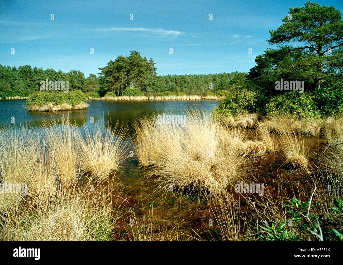 Tall Grass Pond High Resolution Stock Photography and Images - Alamy