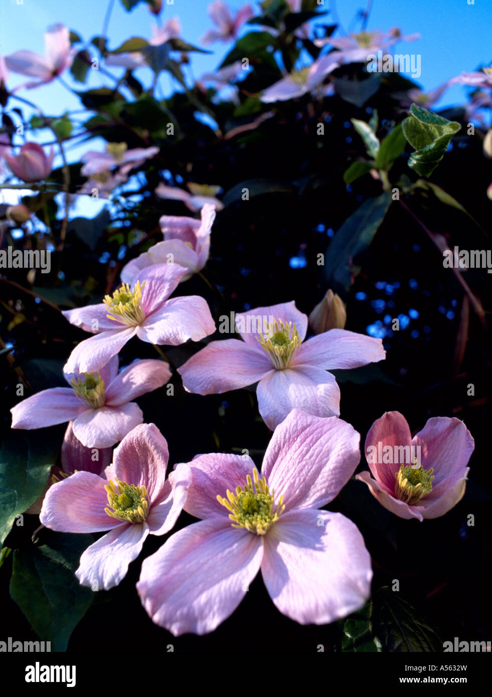 Clematis Montana flowers Stock Photo Alamy