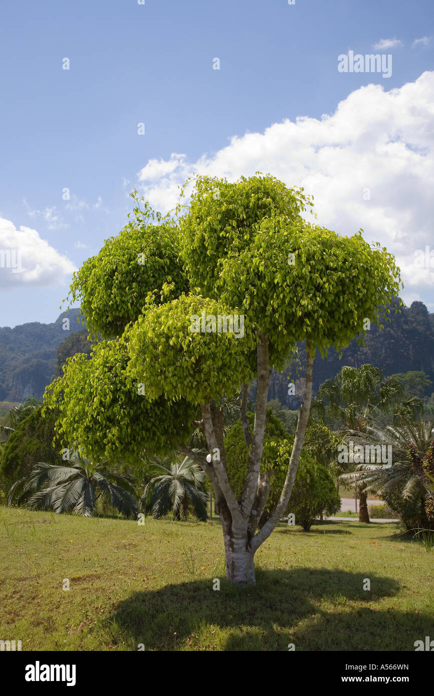 Thailand specimen tree Montanoa bipinnatifida, or Pom Pom bush in Botanical Gardens Krabi Province Thailand Stock Photo